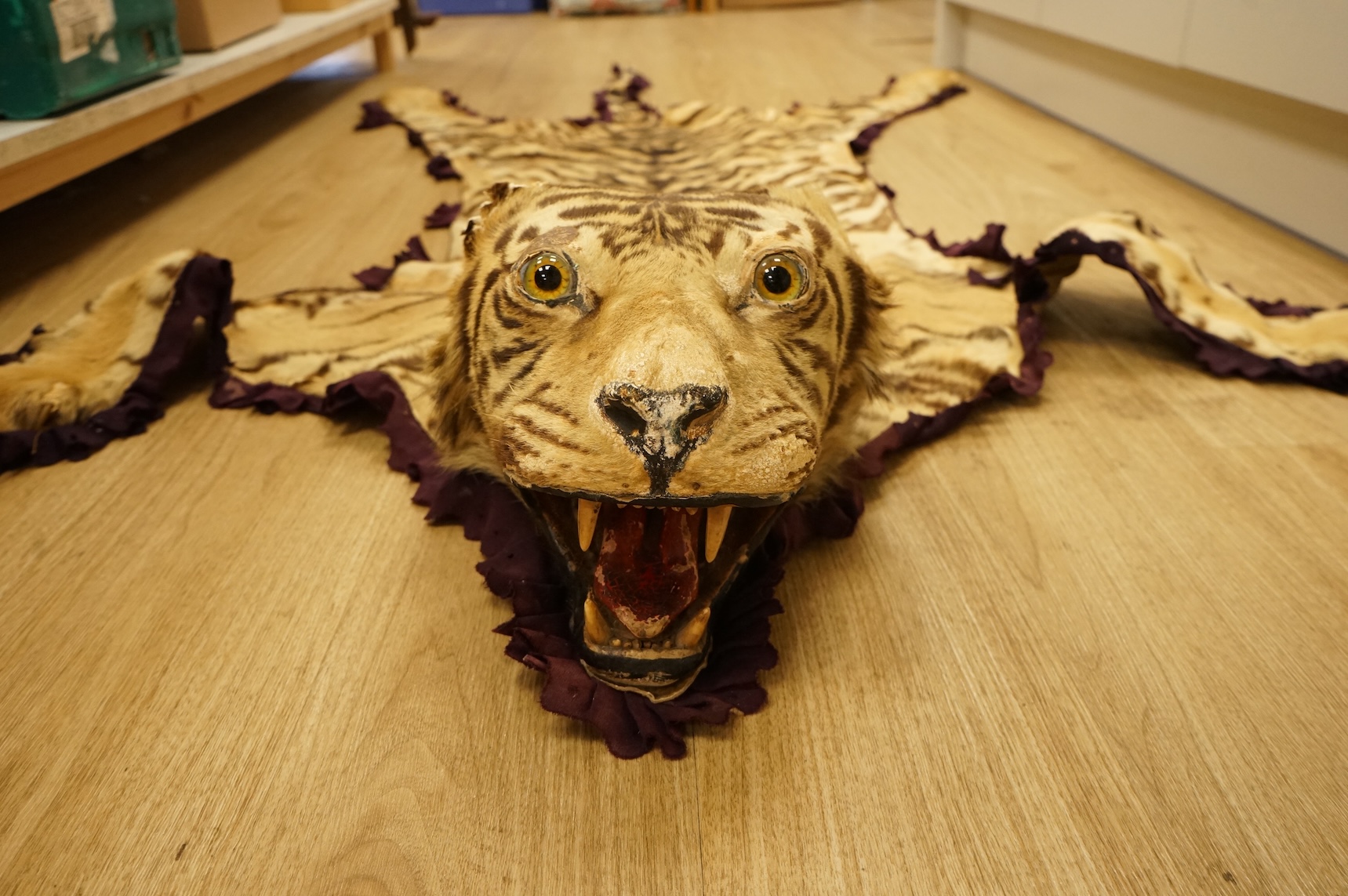 A taxidermy tiger skin rug, early 20th century
